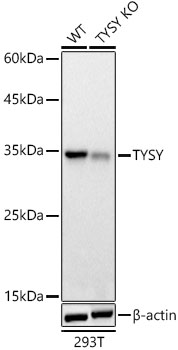 Western blot analysis of extracts from wild type(WT) and TYSY knockout (KO) 293T cells, using TYSY Polyclonal Antibody at 1:1000 dilution.