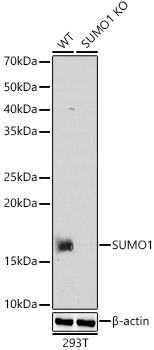 Western blot analysis of extracts from wild type(WT) and SUMO1  knockout (KO) 293T cells, using SUMO1  Polyclonal Antibody at 1:1000 dilution.