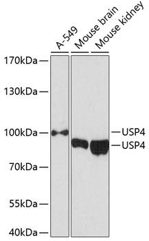 Western blot analysis of extracts of various cell lines using USP4 Polyclonal Antibody at 1:3000 dilution.