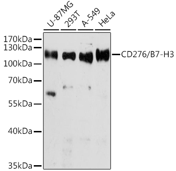 Western blot analysis of extracts of various cell lines using CD276/B7-H3 Polyclonal Antibody at 1:3000 dilution.