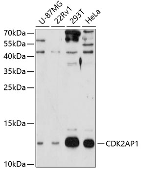 Western blot analysis of extracts of various cell lines using CDK2AP1 Polyclonal Antibody at 1:3000 dilution.