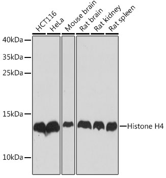 Western blot analysis of extracts of various cell lines using Histone H4 Polyclonal Antibody at 1:1000 dilution.