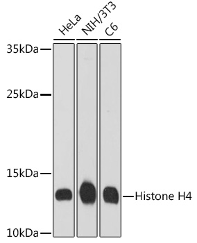 Western blot analysis of extracts of various cell lines using Histone H4 Polyclonal Antibody at 1:1000 dilution.