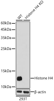 Western blot analysis of extracts from wild type(WT) and Histone H4 knockout (KO) 293T cells using Histone H4 Polyclonal Antibody at 1:1000 dilution.