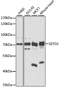 Western blot analysis of extracts of various cell lines using SETD3 Polyclonal Antibody at 1:1000 dilution.