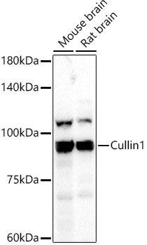 Western blot analysis of various lysates using CUL1 Polyclonal Antibody at 1:500 dilution.