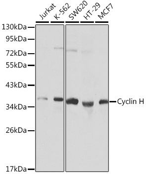 Western blot analysis of extracts of various cell lines using Cyclin H Polyclonal Antibody