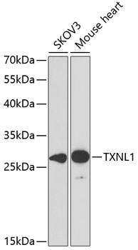 Western blot analysis of extracts of various cell lines using TXNL1 Polyclonal Antibody at 1:1000 dilution.