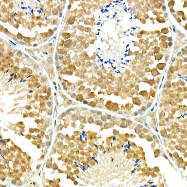 Immunohistochemistry of paraffin-embedded mouse testis using hnRNP E1/PCBP1 Polyclonal Antibody at dilution of 1:100 (40x lens).Perform high pressure antigen retrieval with 10 mM citrate buffer pH 6.0 before commencing with IHC staining protocol.