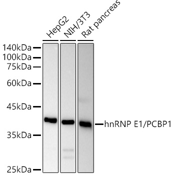 Western blot analysis of extracts of various cell lines using hnRNP E1/PCBP1 Polyclonal Antibody at 1:1000 dilution.