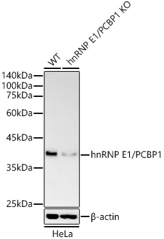 Western blot analysis of extracts from wild type(WT) and hnRNP E1/PCBP1 knockout (KO) HeLa cells using hnRNP E1/PCBP1 Polyclonal Antibody at 1:1000 dilution.