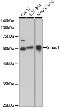 Western blot analysis of extracts of various cell lines using Smad1 Polyclonal Antibody at 1:1000 dilution.