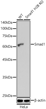 Western blot analysis of extracts from wild type(WT) and Smad1 knockout (KO) HeLa cells using Smad1 Polyclonal Antibody at 1:1000 dilution.