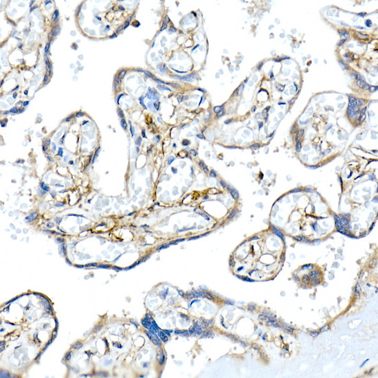 Immunohistochemistry of paraffin-embedded human placenta using Podoplanin Polyclonal Antibody at dilution of 1:20 (40x lens).Perform high pressure antigen retrieval with 10 mM citrate buffer pH 6.0 before commencing with IHC staining protocol.