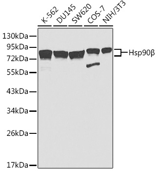 Western blot analysis of extracts of various cell lines using HSP90AB1 Polyclonal Antibody at 1:1000 dilution.