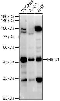 Western blot analysis of various lysates using MICU1 Polyclonal Antibody at 1:500 dilution.