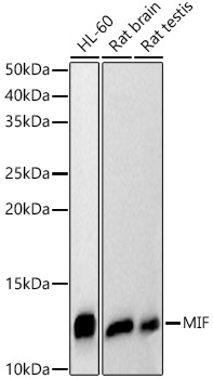 Western blot analysis of various lysates using MIF Polyclonal Antibody at 1:400 dilution.