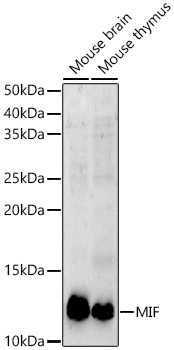 Western blot analysis of various lysates using MIF Polyclonal Antibody antibody at 1:400 dilution.