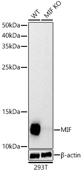 Western blot analysis of extracts from wild type(WT) and MIF Polyclonal Antibody knockout (KO) 293T cells using MIF Polyclonal Antibody at 1:400 dilution.