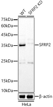 Western blot analysis of extracts from wild type(WT) and SFRP2 knockdown (KD) HeLa cells, using SFRP2 Polyclonal Antibody at 1:1000 dilution.