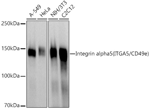 Western blot analysis of extracts of various cell lines using Integrin alpha 5 Polyclonal Antibody at1:500 dilution.