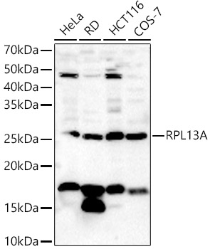 Western blot analysis of extracts of various cell lines using RPL13A Polyclonal Antibody at 1:500 dilution.