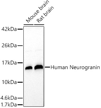 Western blot analysis of extracts of various cell lines using Human Neurogranin Polyclonal Antibody at 1:500 dilution.