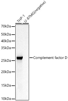 Western blot analysis of various lysates using ComplementfactorD Polyclonal Antibody at 1:400 dilution.