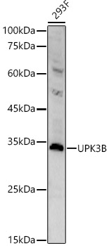 Western blot analysis of 293F using UPK3B Polyclonal Antibody at 1:400 dilution.