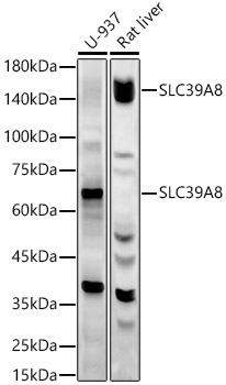 Western blot analysis of various lysates using SLC39A8 Polyclonal Antibody at 1:2500 dilution.