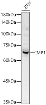 Western blot analysis of 293F using IMP1 Polyclonal Antibody at 1:500 dilution.