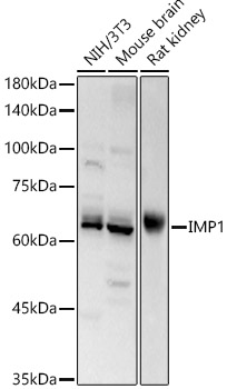 Western blot analysis of various lysates using IMP1 Polyclonal Antibody at 1:500 dilution.