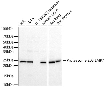 Western blot analysis of various lysates using Proteasome 20S LMP7 Polyclonal Antibody at 1:500 dilution.