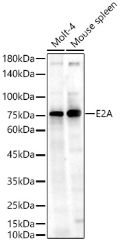 Western blot analysis of various lysates using E2A Polyclonal Antibody at 1:1000 dilution.