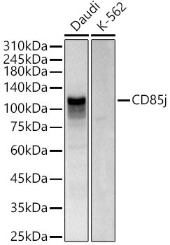 Western blot analysis of various lysates using CD85j Polyclonal Antibody at 1:1000 dilution.