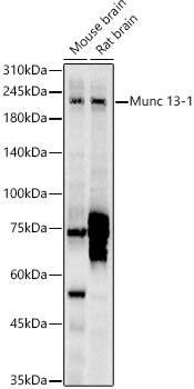 Western blot analysis of various lysates using Munc 13-1 Polyclonal Antibody at 1:2000 dilution.