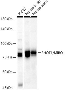 Western blot analysis of various lysates using RHOT1/MIRO1 Polyclonal Antibody at 1:400 dilution.