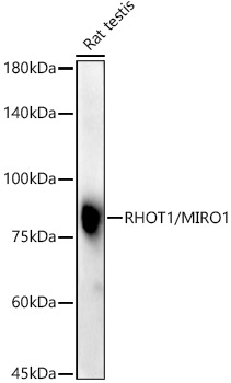 Western blot analysis of Rat testis using RHOT1/MIRO1 Polyclonal Antibody at 1:400 dilution.