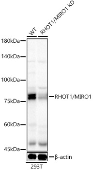 Western blot analysis of extracts from wild type(WT) and RHOT1/MIRO1 knockdown (KD) 293T(KD) cells using RHOT1/MIRO1 Polyclonal Antibody at 1:400 dilution.