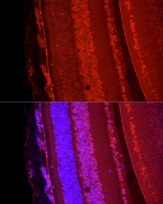 Immunofluorescence analysis of mouse eye cells using POU4F1Polyclonal Antibody at dilution of 1:50 (40x lens). Blue: DAPI for nuclear staining.