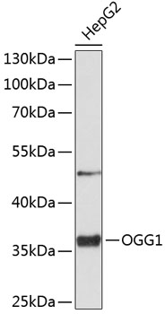 Western blot analysis of extracts of HepG2 cells using OGG1 Polyclonal Antibody at 1:1000 dilution.