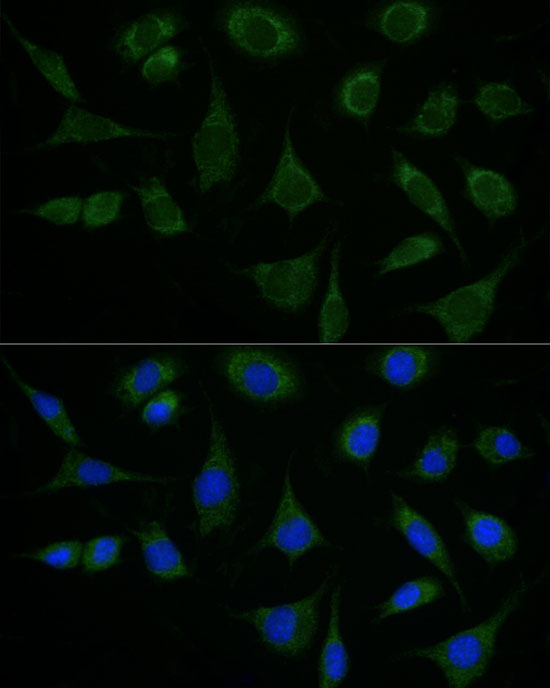 Immunofluorescence analysis of L929 cells using ATAD3A/ATAD3B Polyclonal Antibody at dilution of 1:100 (40x lens).Blue: DAPI for nuclear staining.