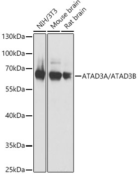 Western blot analysis of extracts of various lysates using ATAD3A/ATAD3B Polyclonal Antibody at 1:1000 dilution.