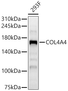 Western blot analysis of 293F using COL4A4 Polyclonal Antibody at 1:500 dilution.