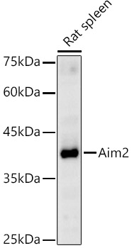 Western blot analysis of Rat spleen using Aim2 Polyclonal Antibody at 1:1000 dilution.