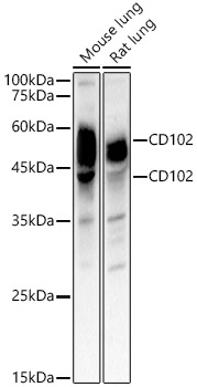 Western blot analysis of various lysates using CD102 Polyclonal Antibody at 1:1500 dilution.