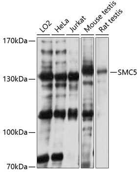 Western blot analysis of extracts of various cell lines using SMC5 Polyclonal Antibody at 1:3000 dilution.