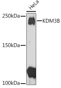 Western blot analysis of extracts of HeLa cells using KDM3B Polyclonal Antibody at1:1000 dilution.