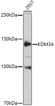 Western blot analysis of extracts of 293T cells using KDM3A Polyclonal Antibody at 1:1000 dilution.