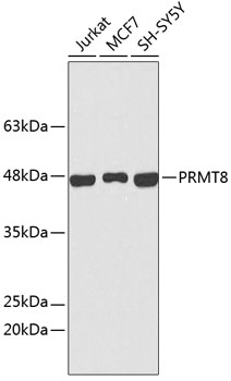 Western blot analysis of extracts of various cell lines using PRMT8 Polyclonal Antibody